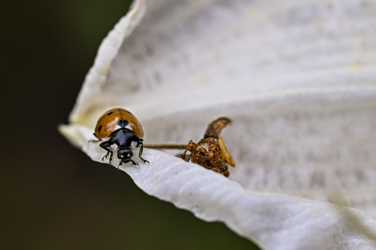 Пани... - Осень 