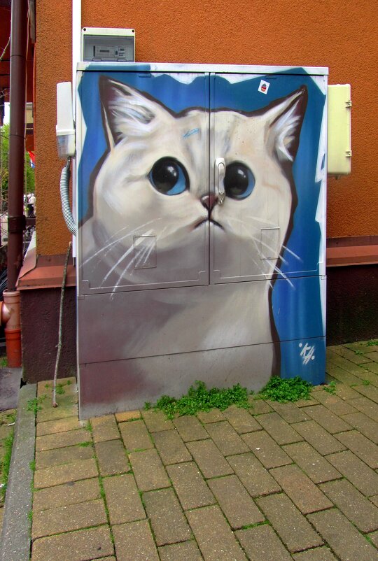 Белый котик - Сергей Карачин