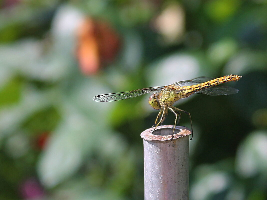 Стрекоза - tamara kremleva