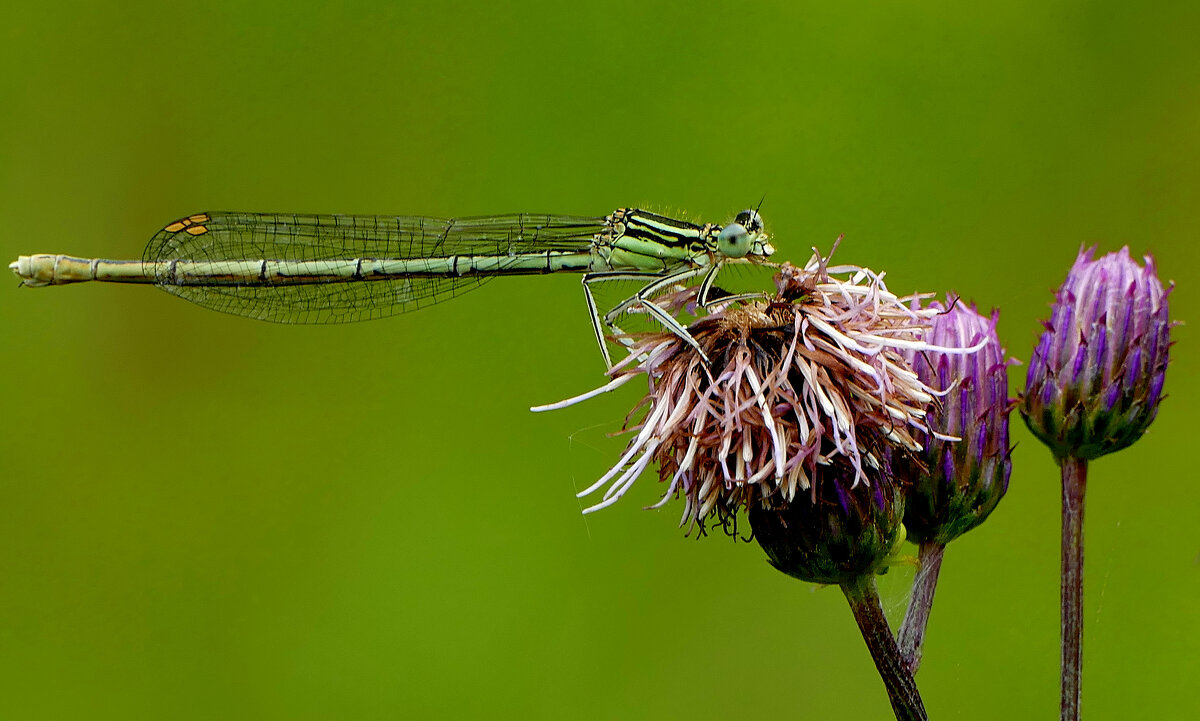 из вчерашней съемки 1 - Александр Прокудин из вчерашней съемки 1 - Александр Прокудин