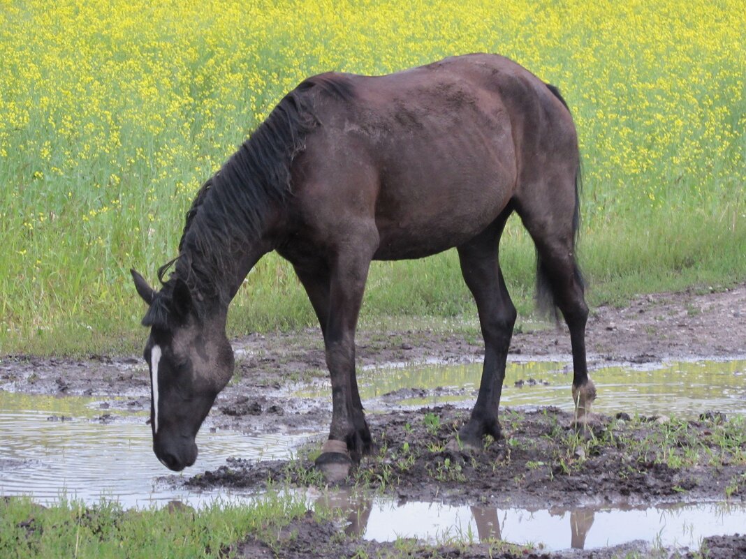 Безсходность. - Дмитрий Лакман
