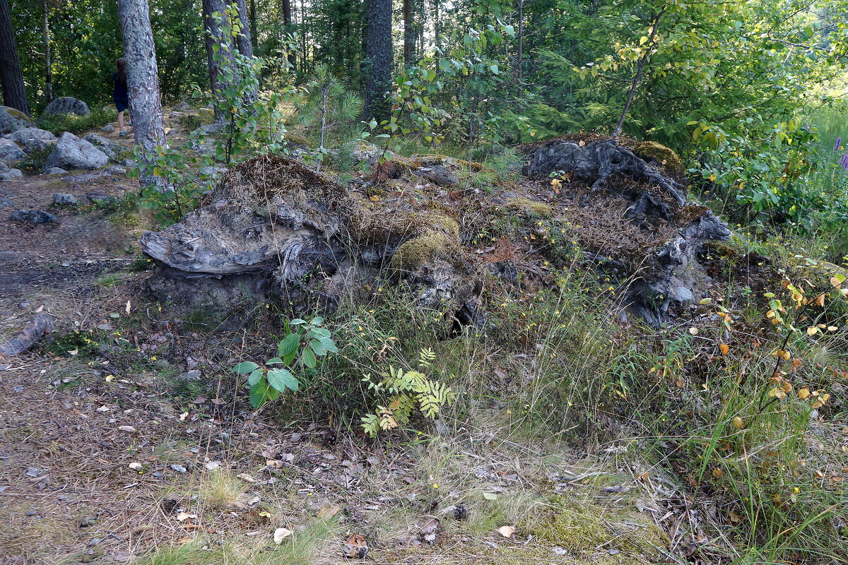 какой-то зверь подкрался... - zavitok *