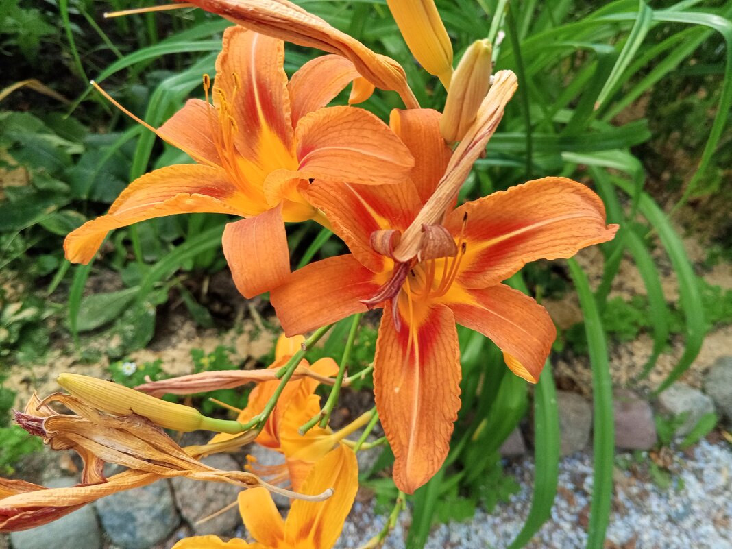 Лилейник - Сапсан 