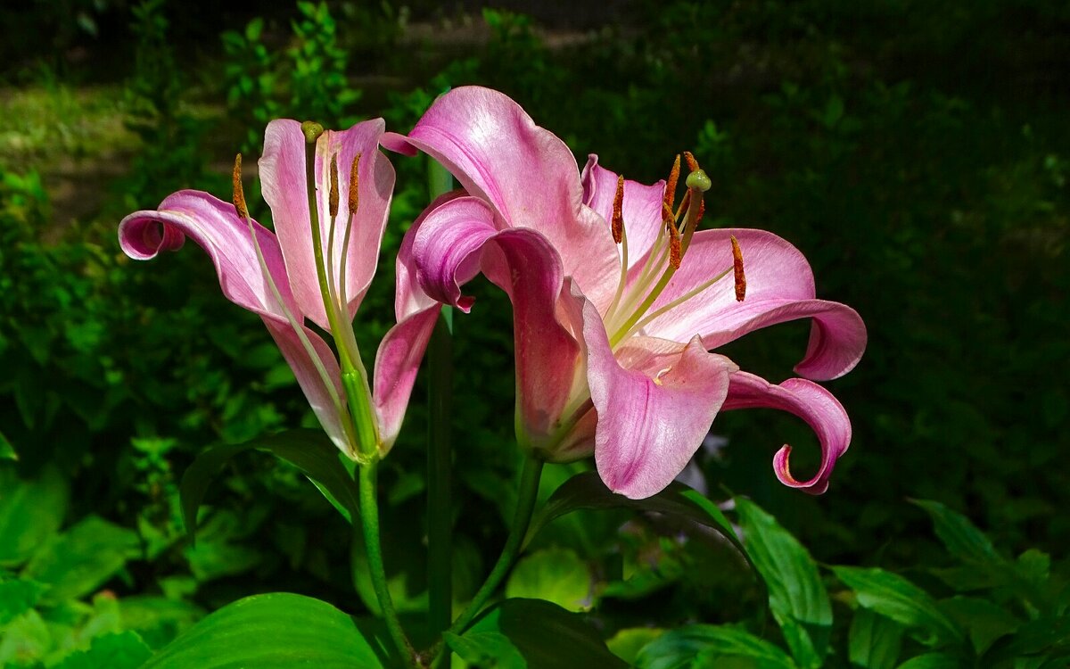 Городские лилии - Милешкин Владимир Алексеевич Городские лилии - Милешкин Владимир Алексеевич