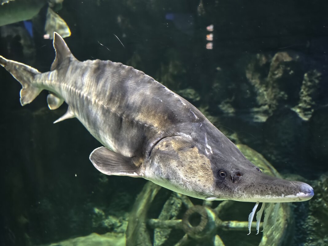 Белуга - <<< Наташа >>>