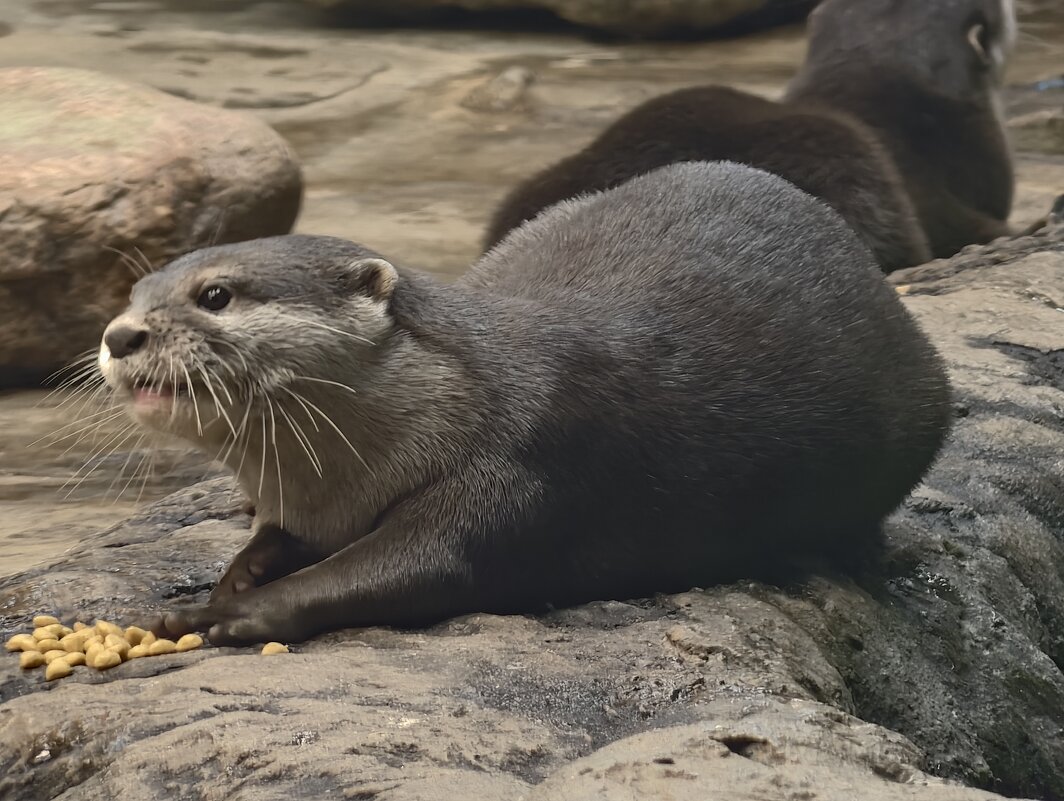Выдра - <<< Наташа >>> Выдра - <<< Наташа >>>