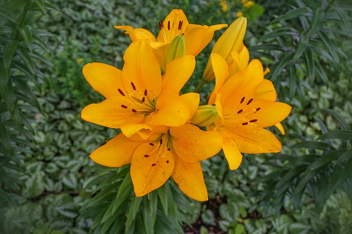 Жёлтые лилии - Ольга 