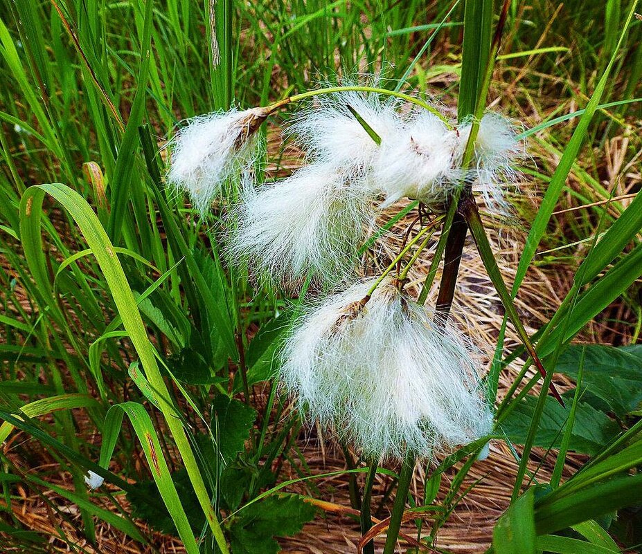 Июнь...Цветет осока, похожая на пущицу! - Владимир 