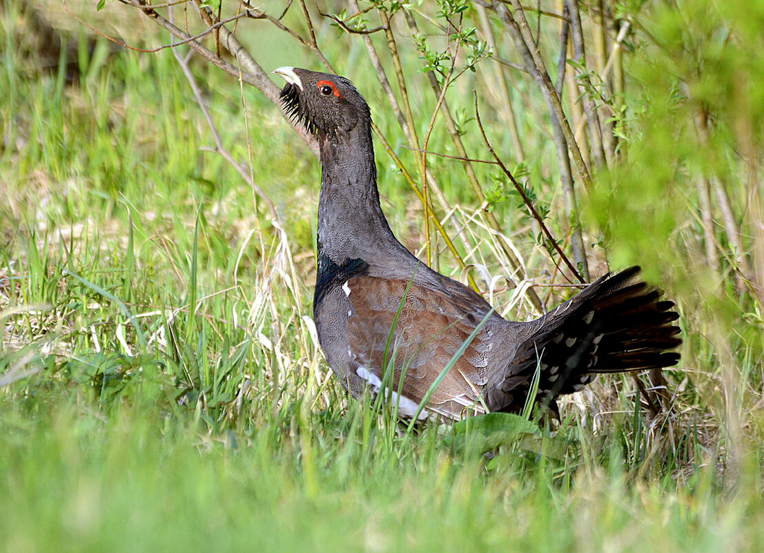 Майский глухарь - Михаил Белоусов Майский глухарь - Михаил Белоусов