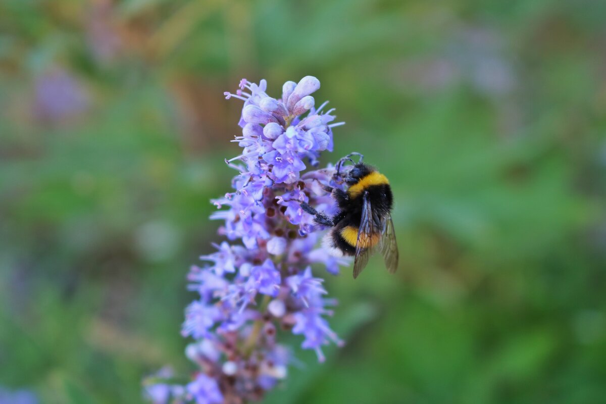 мохнатый - Светлана Баталий