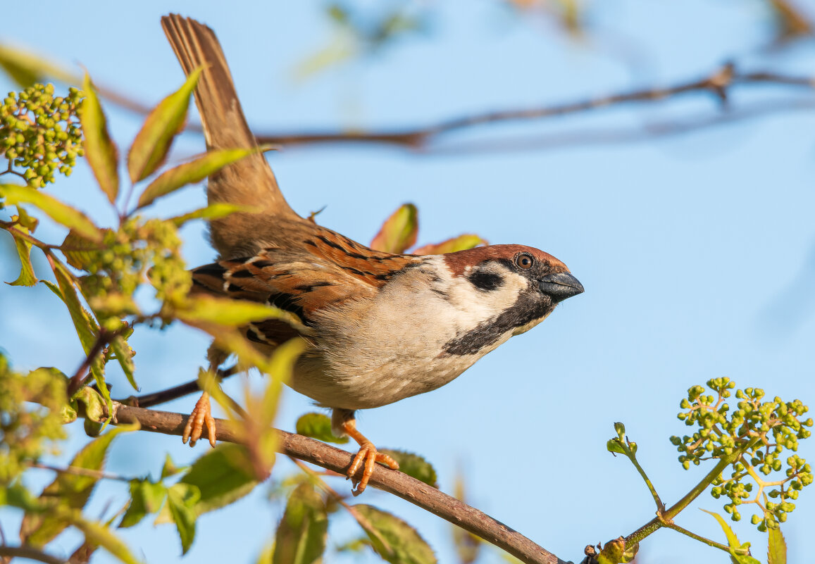 Любопытный воробей - Дарья Меркулова Любопытный воробей - Дарья Меркулова