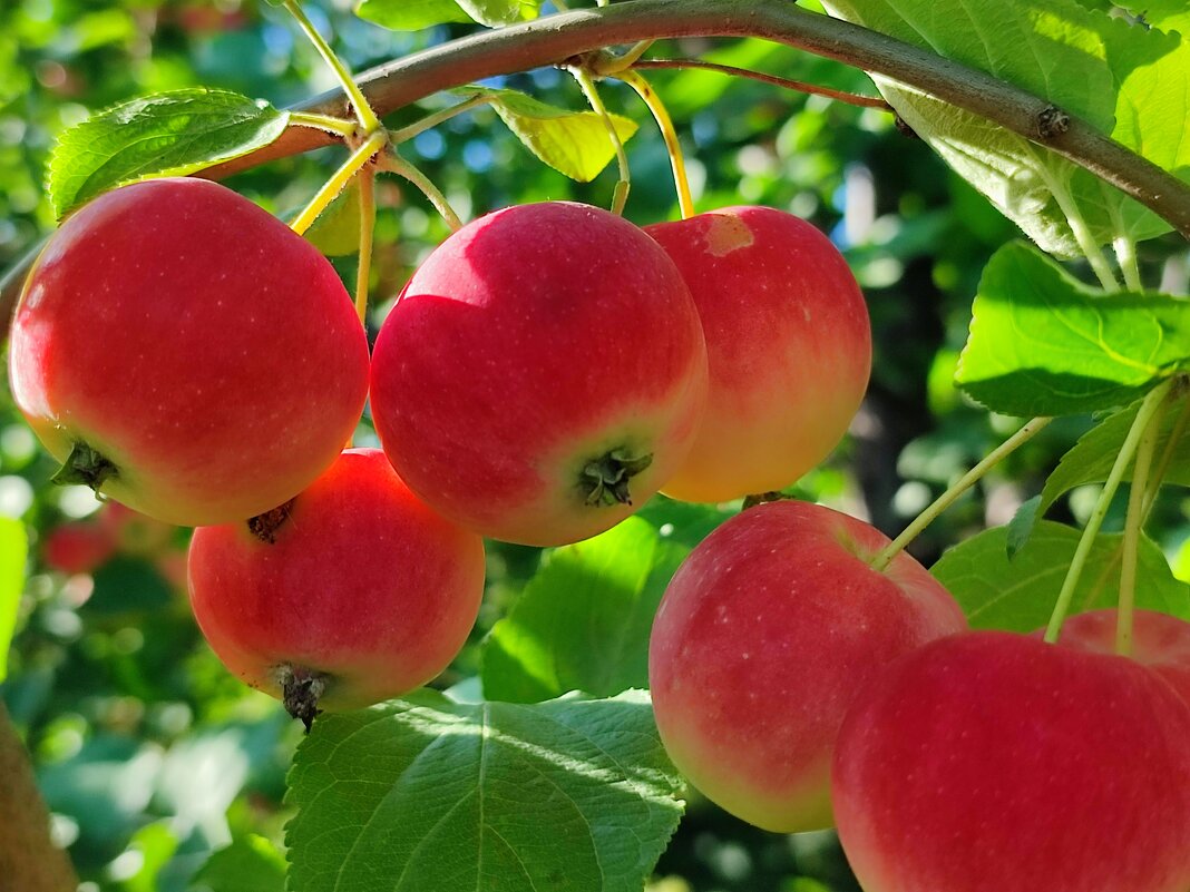 Яблочки - Валентина Богатко 
