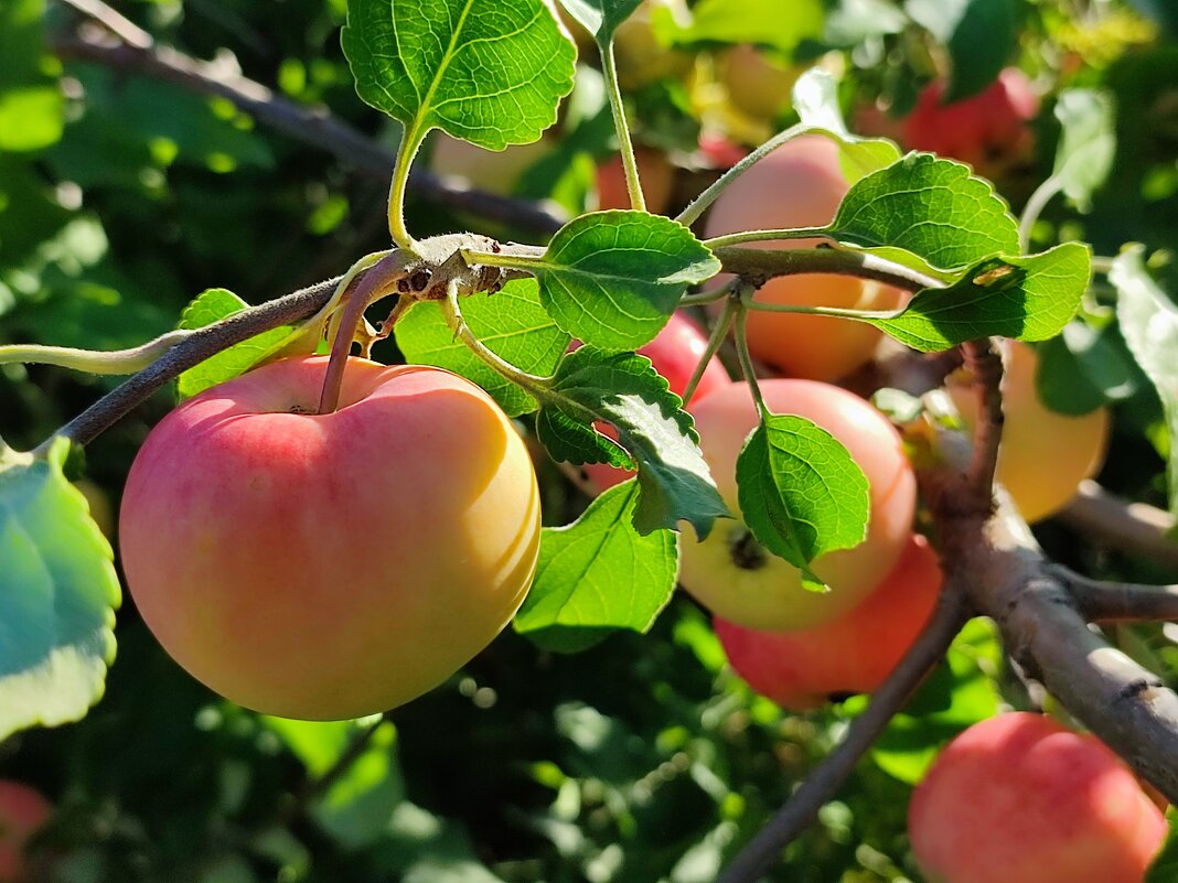 Медовые - Валентина Богатко 