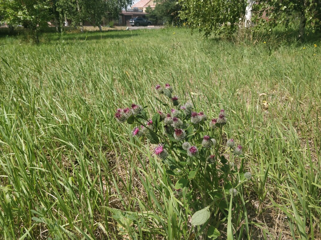На солнечной поляночьке - Андрей Хлопонин