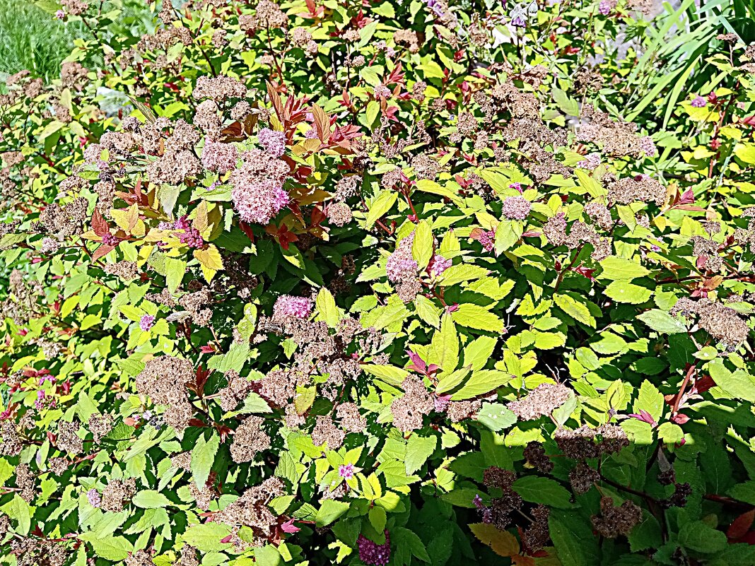 Цветы. - Владимир Драгунский