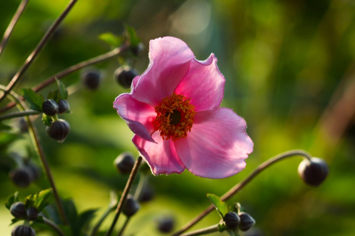 Доброе утро - Юрий. Шмаков