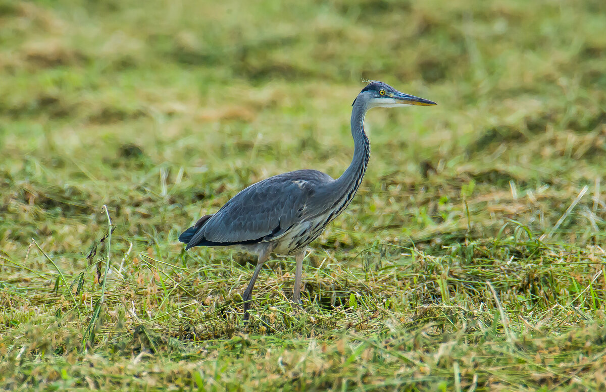 Серая цапля. - Sergey (Apg) Серая цапля. - Sergey (Apg)