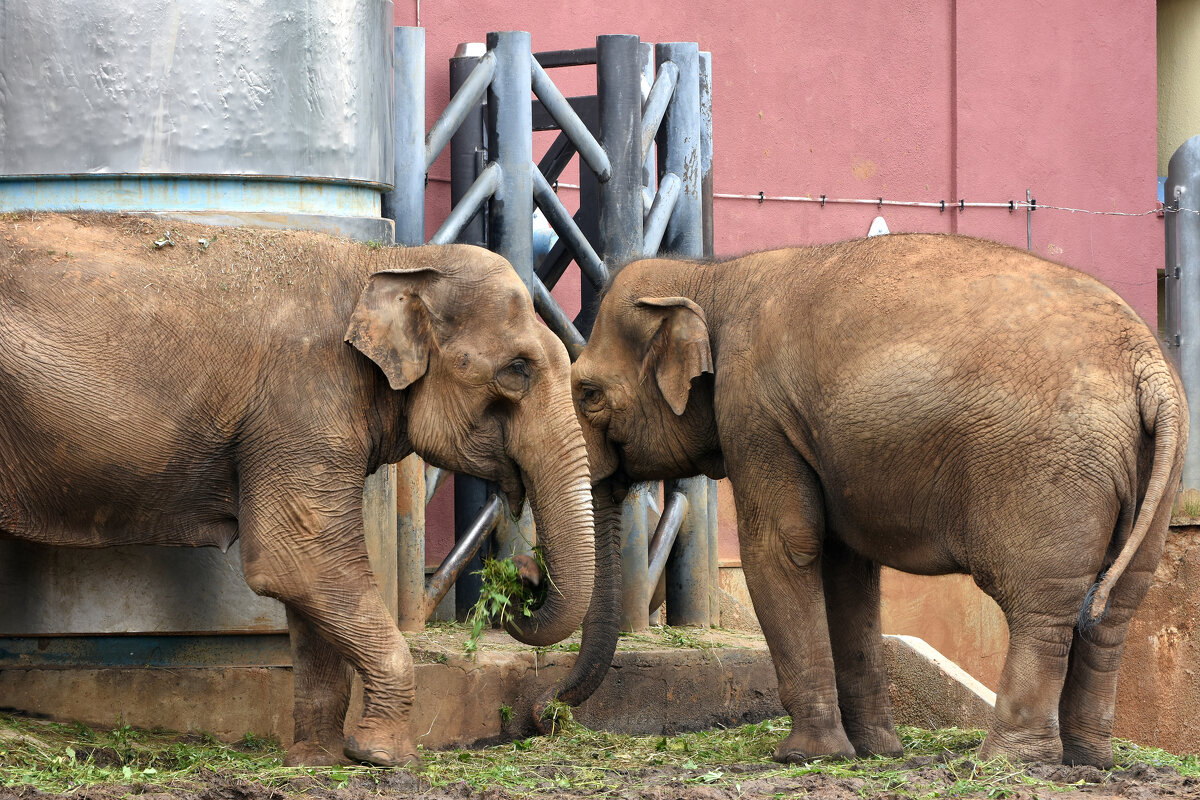Московский зоопарк. Слоны. - Наташа ***** Московский зоопарк. Слоны. - Наташа *****