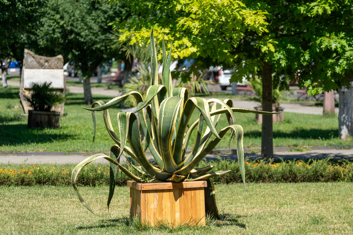 Агава - Игорь Сикорский