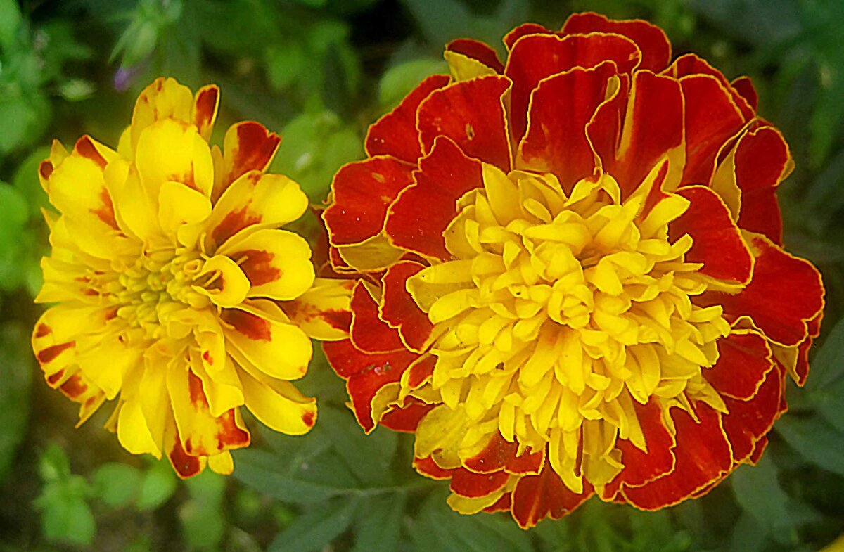 Летние - Елена Семигина