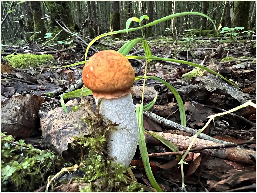 Подосиновичек - Валерия Комова