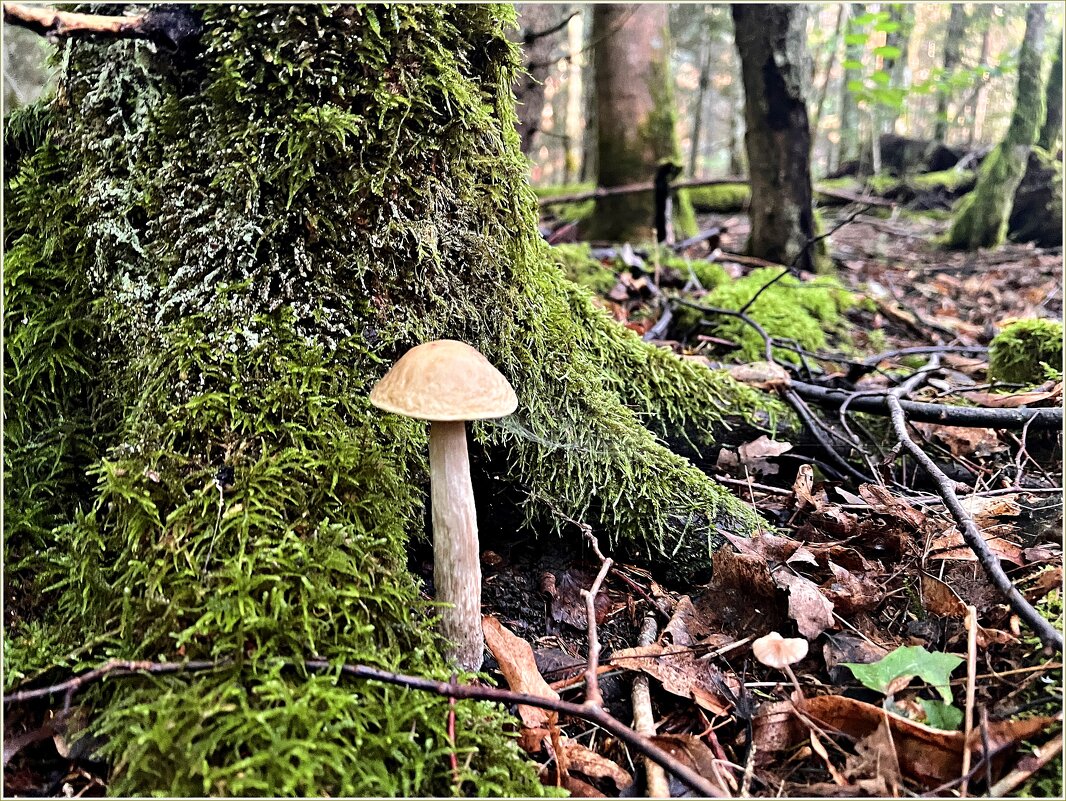 ******** - Валерия Комова ******** - Валерия Комова