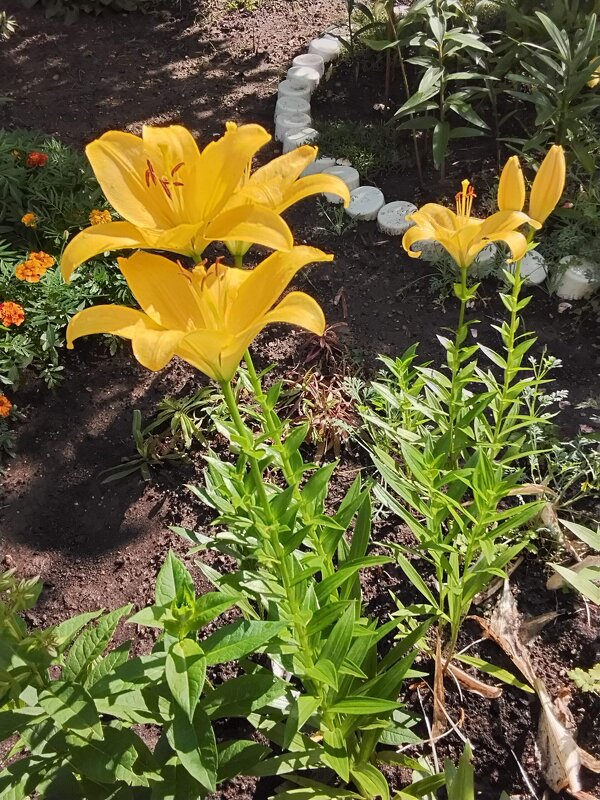 Краса лета - Дмитрий Никитин