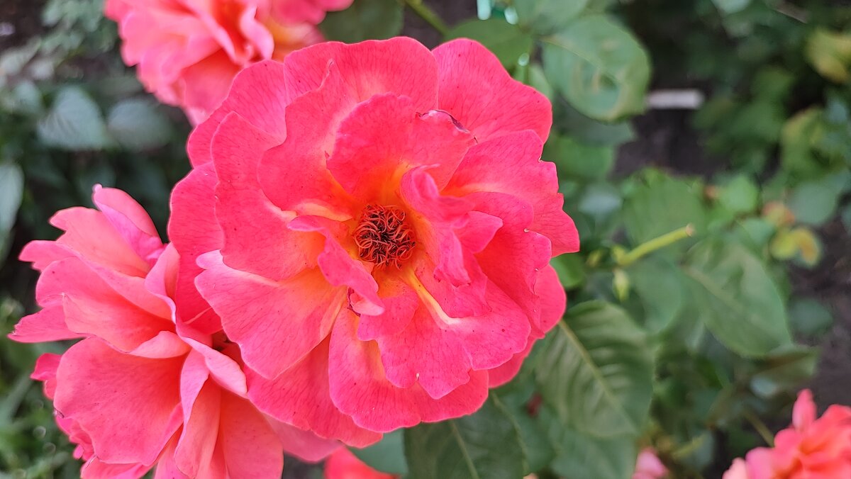 ,,, - Сергей Тимоновский