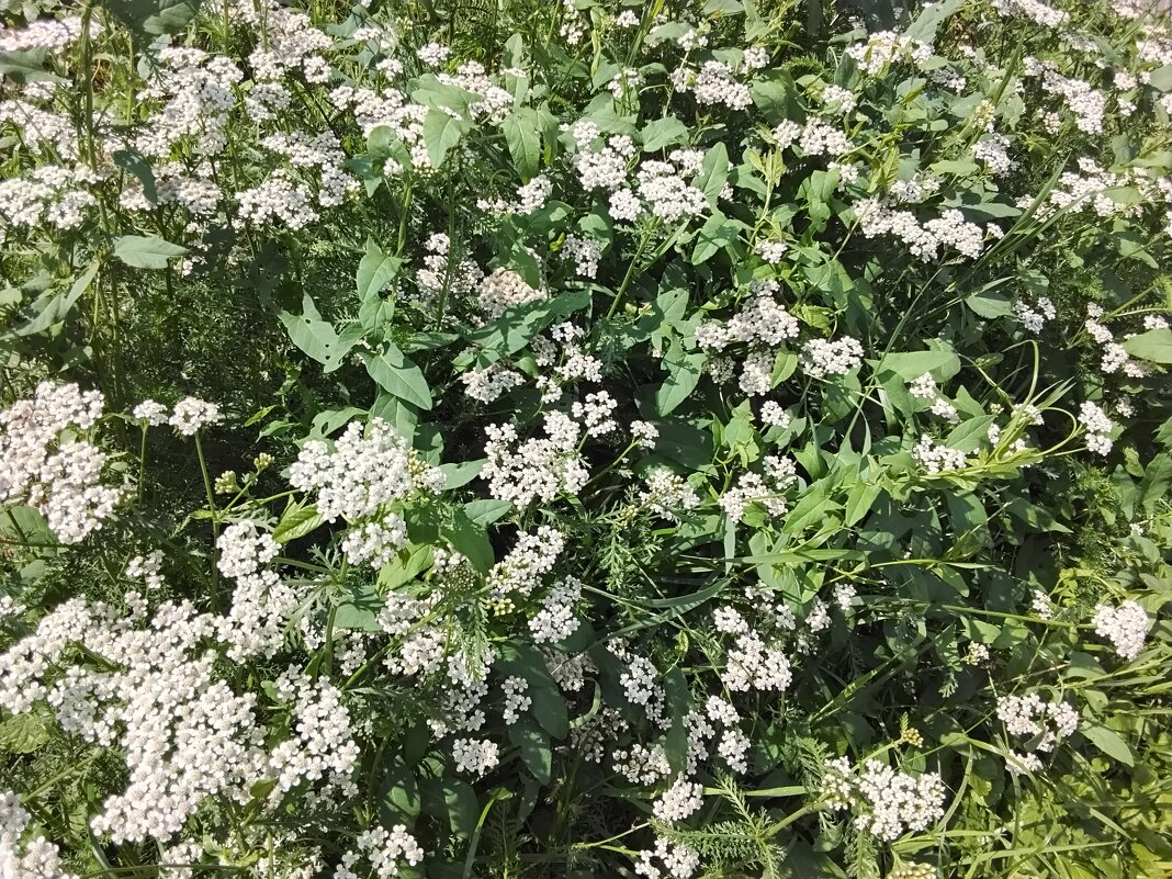 Тысячелистник - Дмитрий Никитин