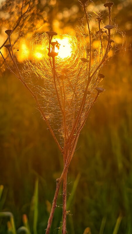 Закат - Оксана Н.