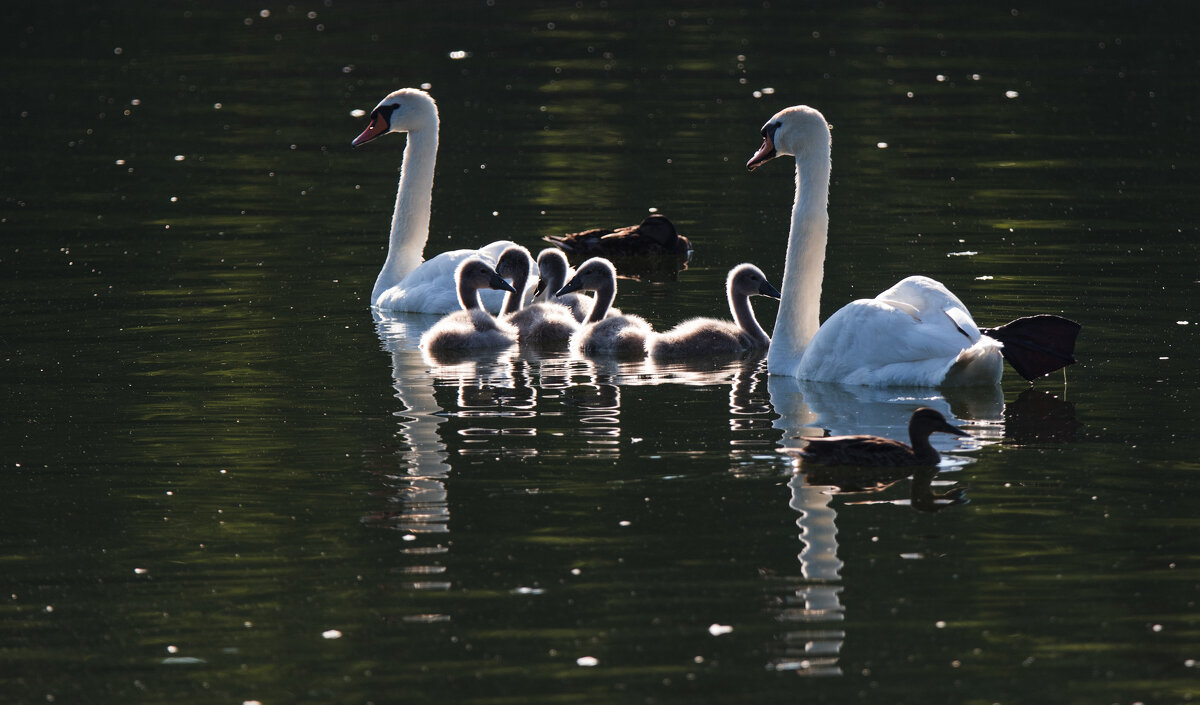 *** - Владимир Безбородов