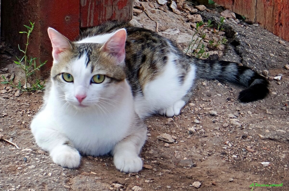 Хорошо летом на даче у бабушки! :-) - Андрей Заломленков