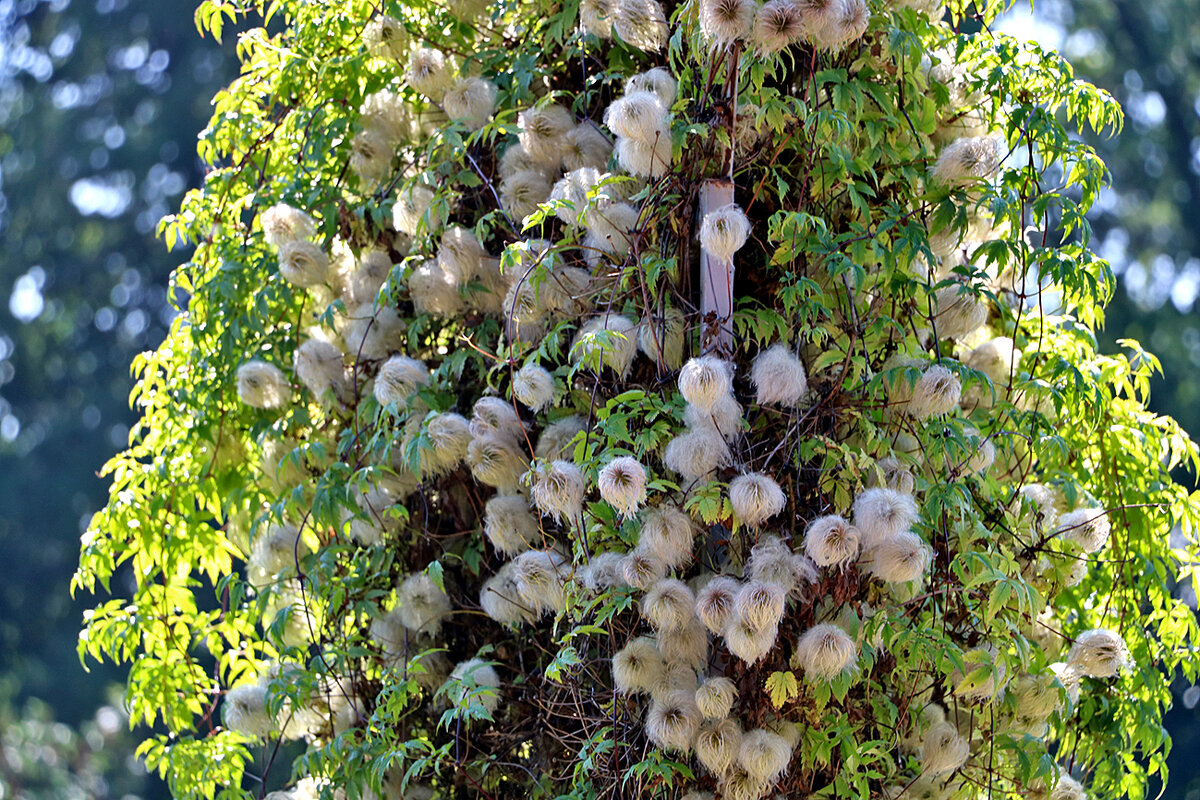 Клематис тангутский - Светлана 