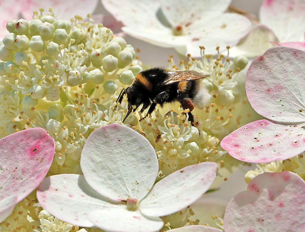 Ох, и вкусная же гортензия! - Светлана 