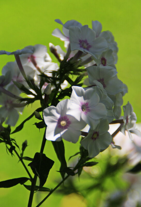 Нежные флоксы .. - Татьян@ Ивановна