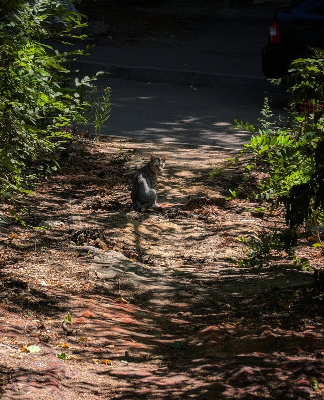 ГКот_2 - Лестер Григорьев