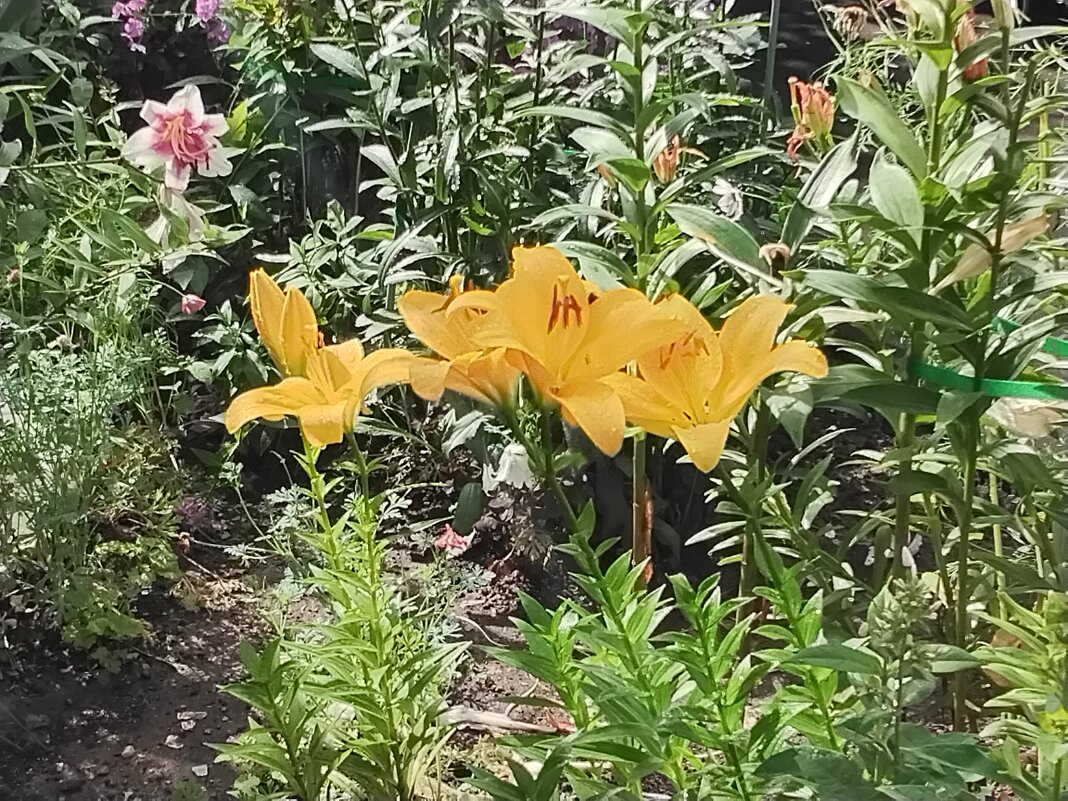 Летние цветы - Дмитрий Никитин