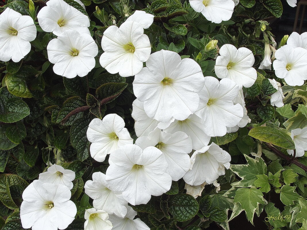 Петунии - Freddy 97