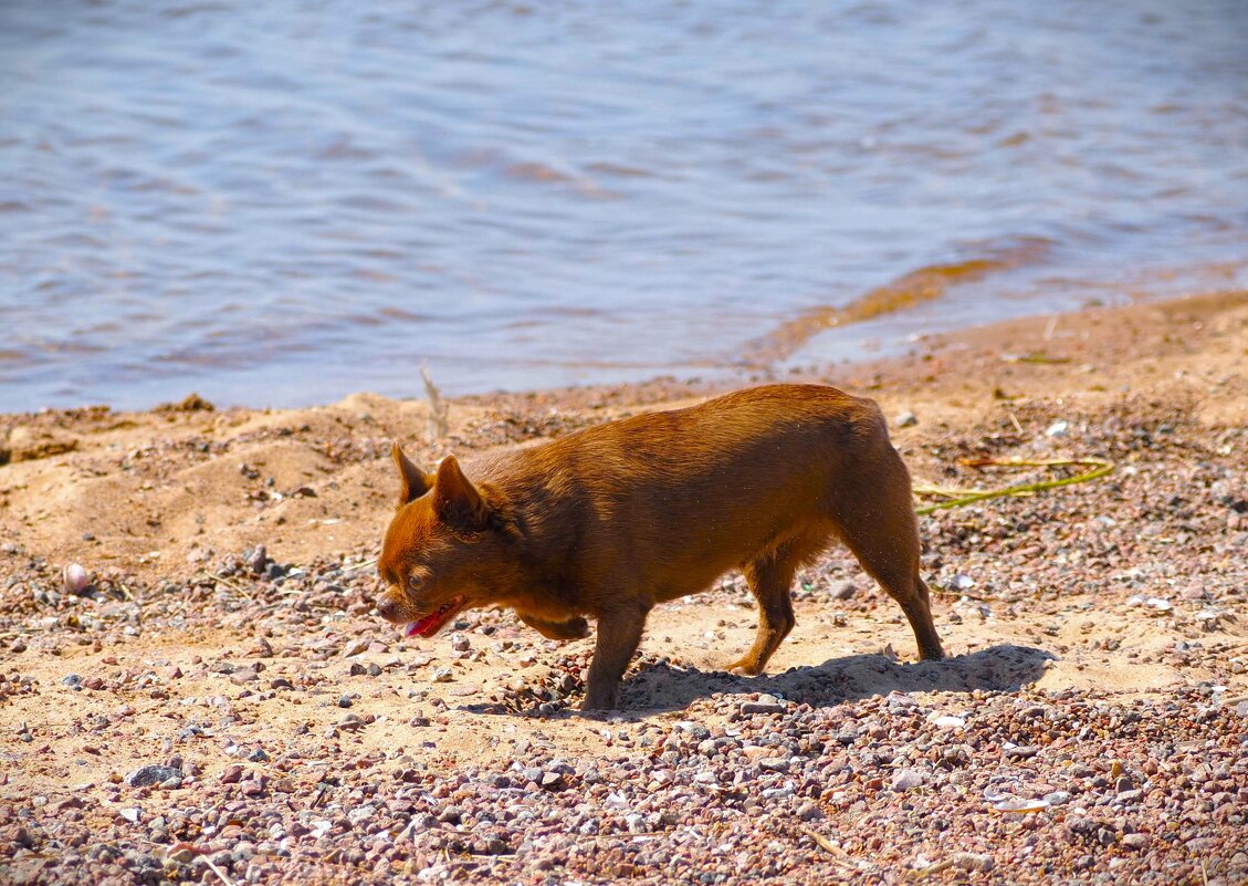 Жара - Магомед . Жара - Магомед .