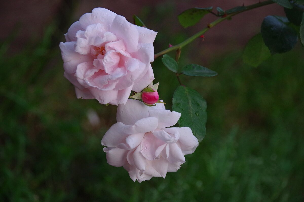 Розовые розы - Сергей Швечков Розовые розы - Сергей Швечков