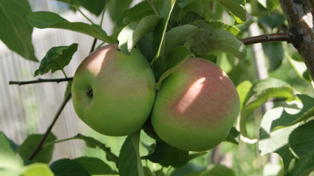 В моем саду. - сергей ермошкин