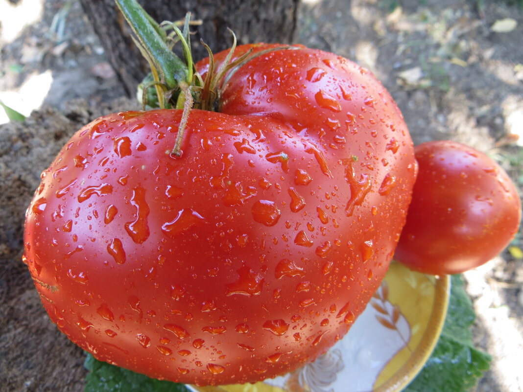 ... - Николай 