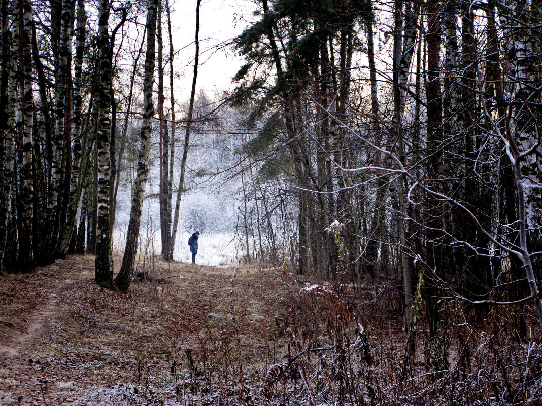 Лесная изморозь - Владимир Шишкин