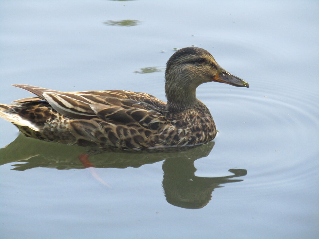 Серая, но всё равно красивая... - Galaelina ***