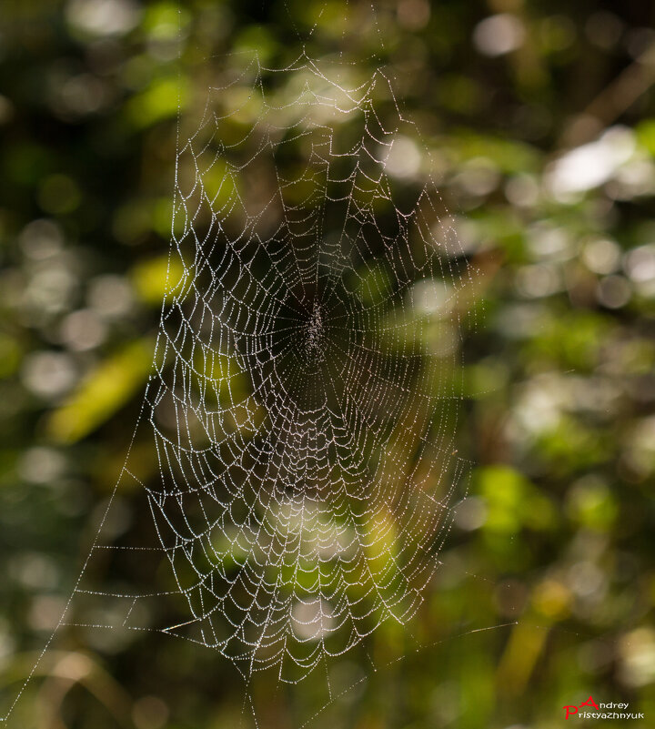 Паутинка - Андрей Пристяжнюк