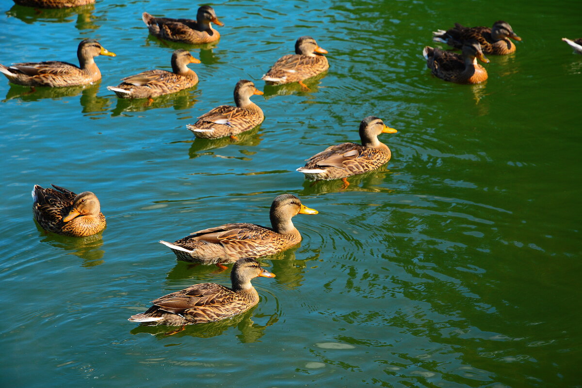 Утки на пруду. - Михаил Колосов 