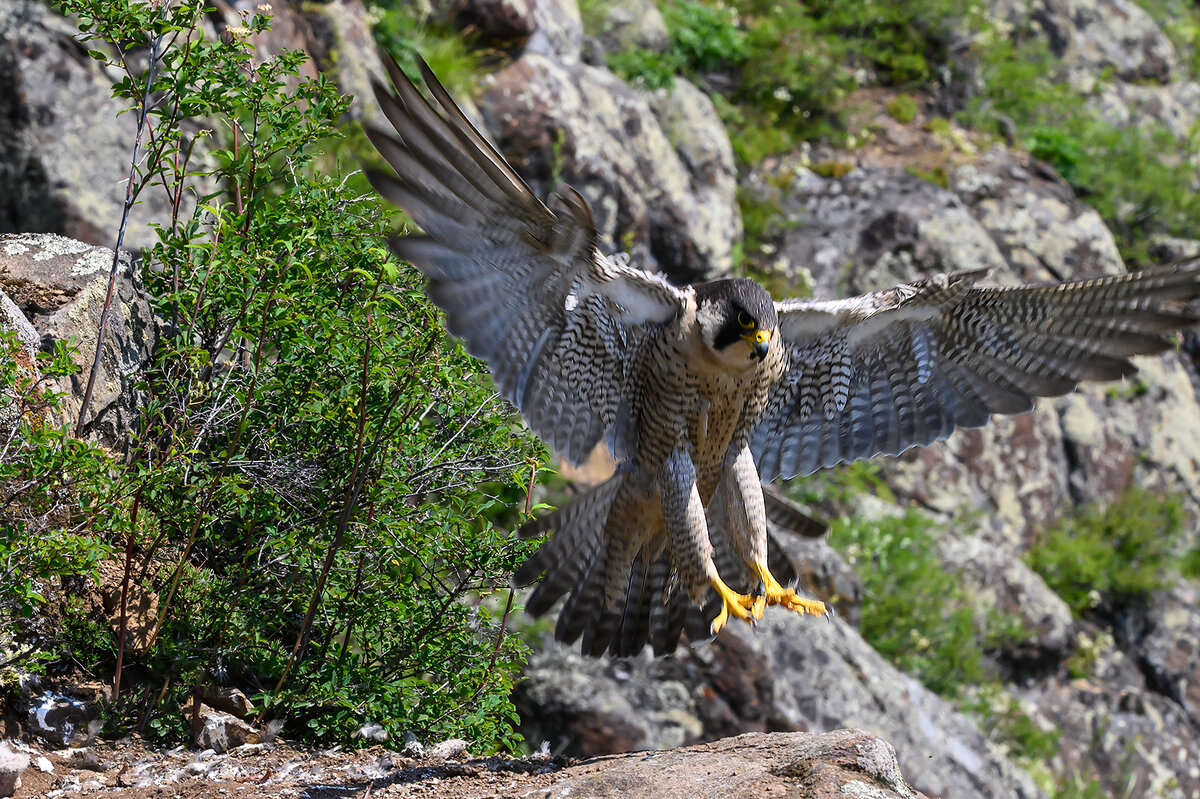 Сапсан - Дмитрий 