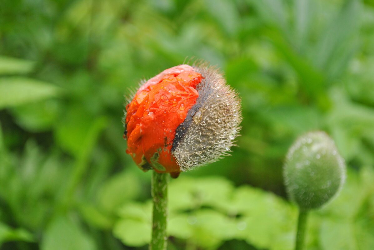 Из жизни маков - AleksSPb Лесниченко Из жизни маков - AleksSPb Лесниченко