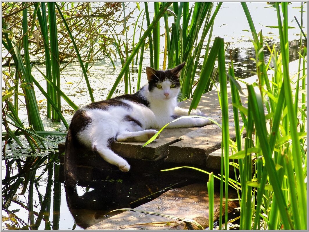 Кот Федор - Алексей Сопельняк