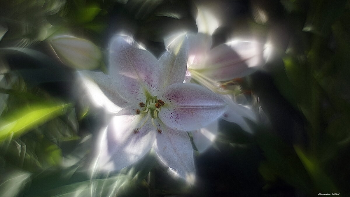 . - Ольга Cоломатина . - Ольга Cоломатина